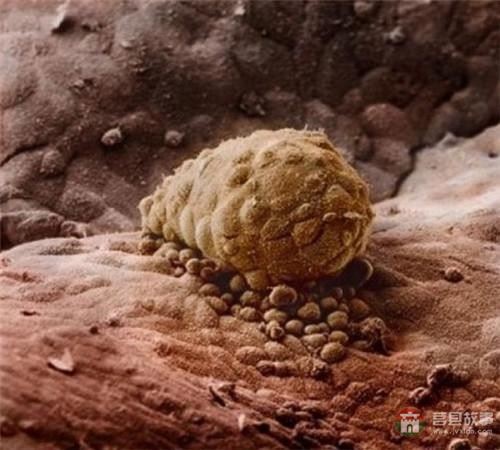 【真知】男人液體進(jìn)入女人體內(nèi)后發(fā)生的“化學(xué)反應(yīng)”，太震撼了……
