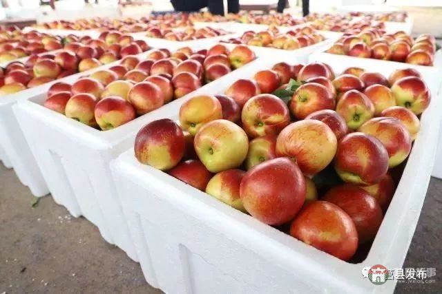 剛剛上市！莒縣這里好大一個“小油桃”，一年能賣3個億